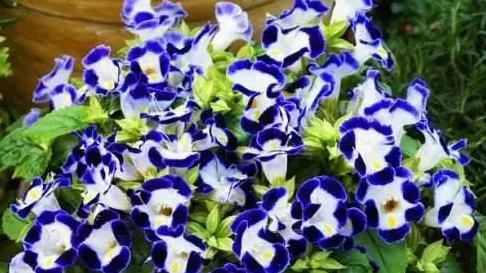 他是耐热耐晒耐雨淋的夏季开花机器，养护超省心花开大半年不停歇