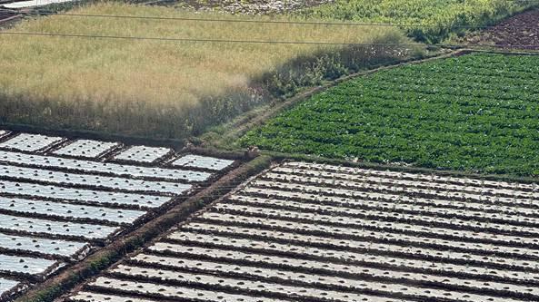 大豆机械化收割难点，碎石地防损改装，刀片角度调整，90%人不知