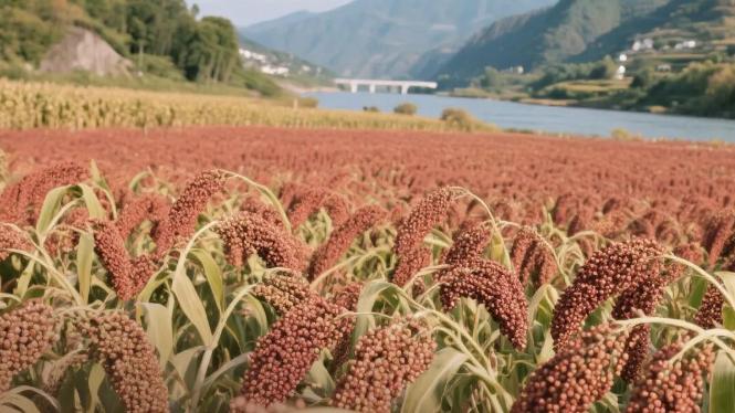 千年酒脉，红粱为基丨又是一年好”丰“景