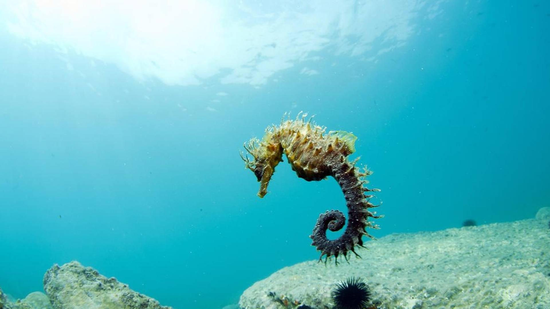藻类光照控制法，四个月数据，沿河实验室，海马幼苗色素沉淀录