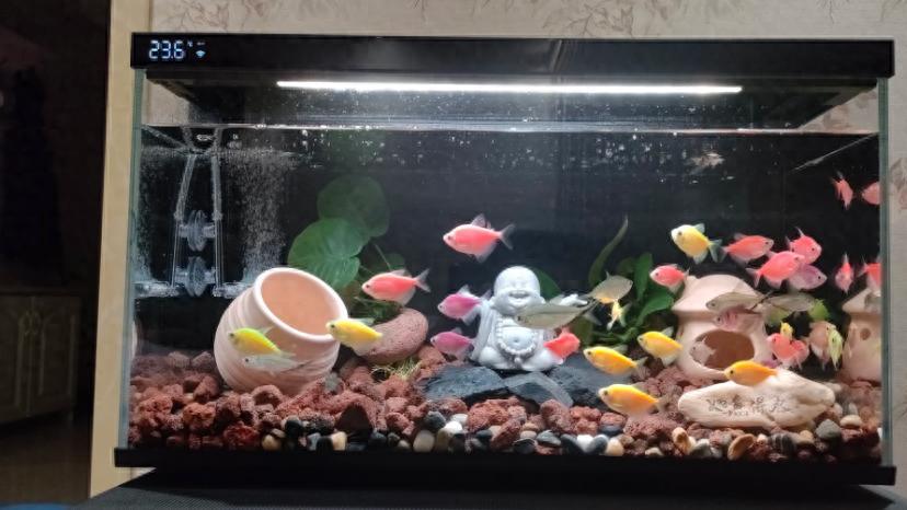想养鱼又怕麻烦？探讨智能鱼缸如何将维护工作量降低80%