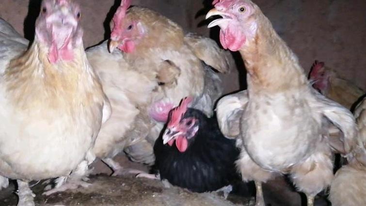 鸡舍周边环境咋优化，营造良好环境，助力鸡群生长