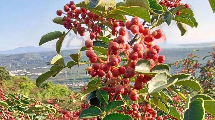 土壤微生物多样性保护，蓟马生物防治，播种后50天管理，西藏林芝花椒案例