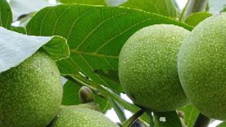 滩涂地块盐分调控，核桃种植洗盐排碱技术，超高压灭菌储存方法