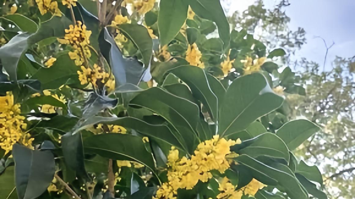 “明星桂”蓄势待发