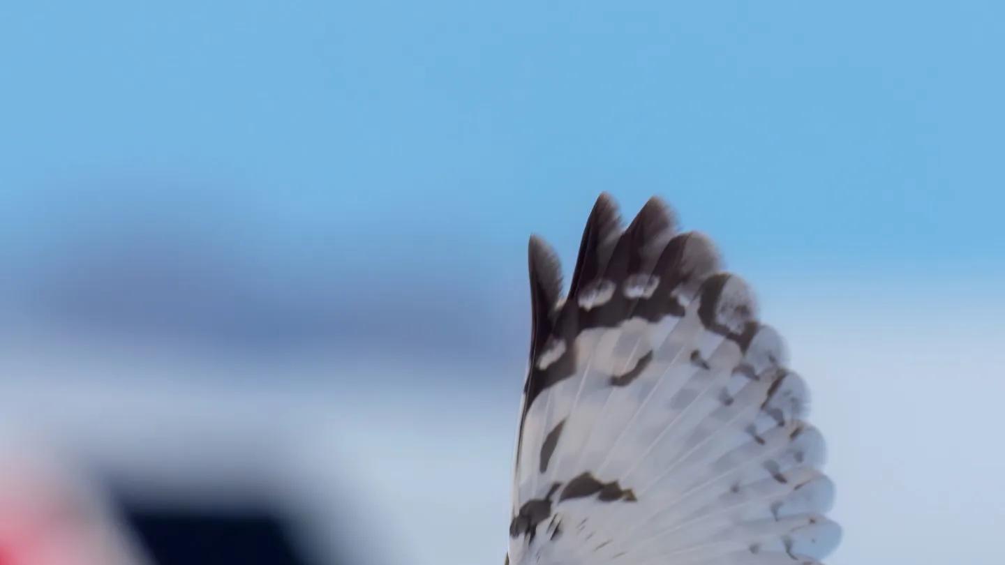 最高级的幽默，是看透真相后的慈悲