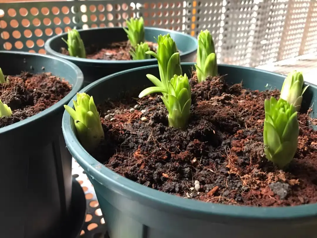 泥炭土是基质，混合椰糠去用，降低使用成本，养花要节俭！