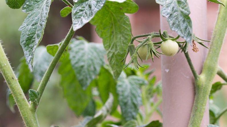 番茄果实病害攻略：黑斑病、炭疽病等防治措施汇总