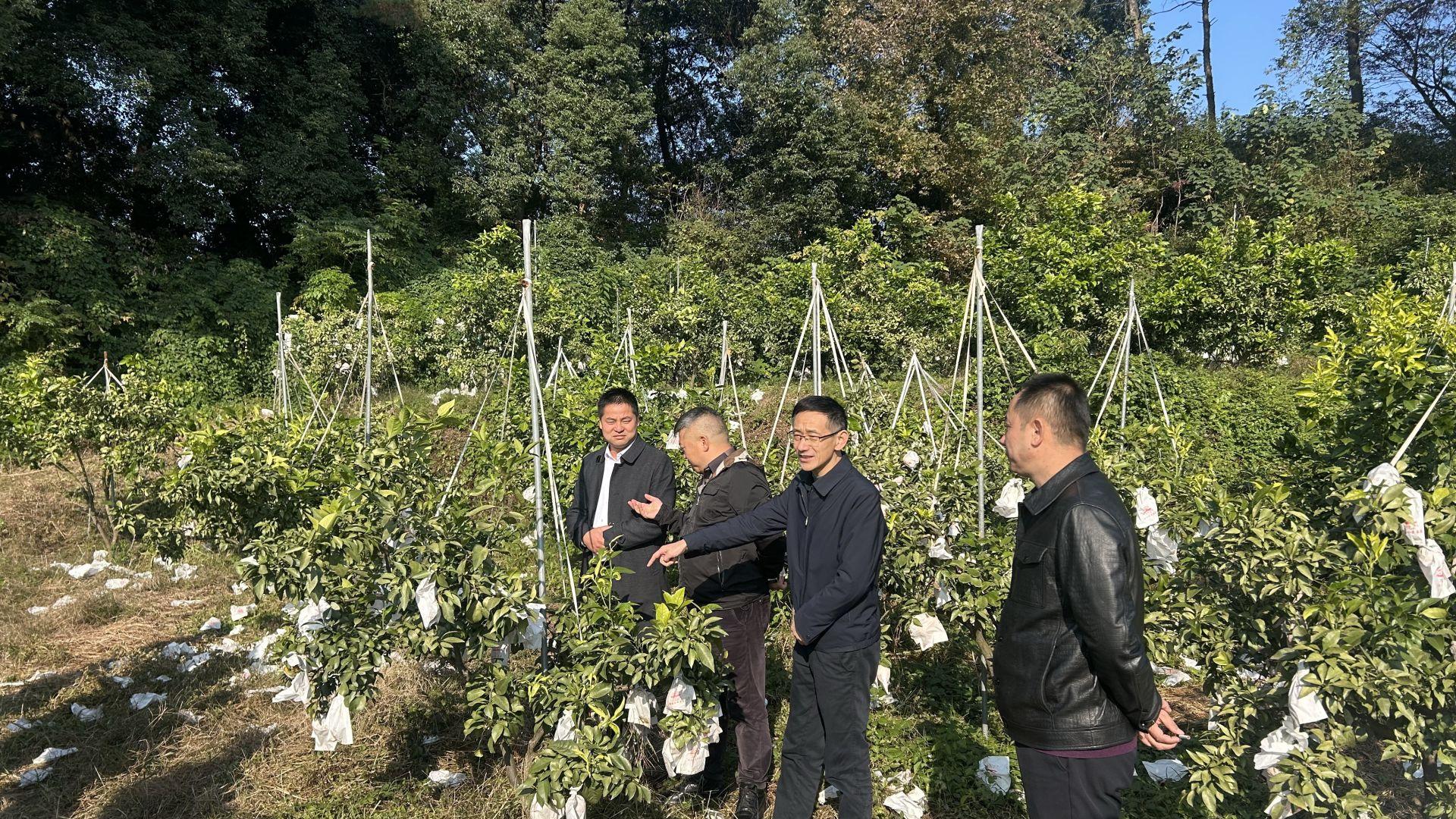 阳新柑橘销售联盟筹备会暨促销攻坚行动启动