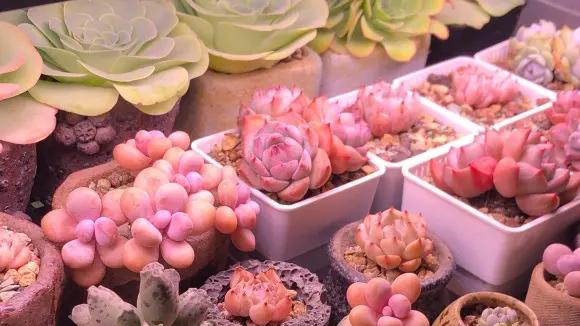 冬天多肉不浇水，会不会死掉？放一万个心，一点事都没有！