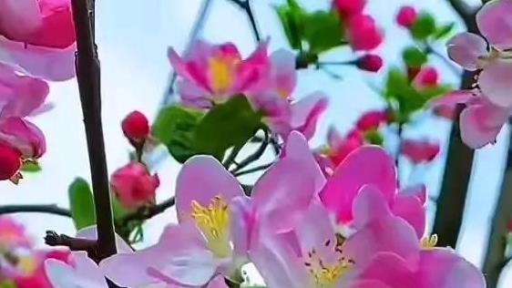 飞雪迎春新年到，期盼春来花满园