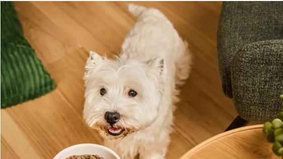 如何给狗狗换粮？一招阶梯法守护小狗的肠胃健康