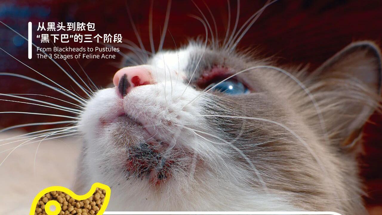 象乡宠物食品 | 秋季猫咪“黑下巴”？象乡科学护理全攻略