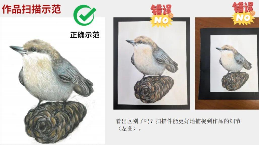 关注鸟类物种保护！2025年美国鸣鸟艺术大赛启动征集