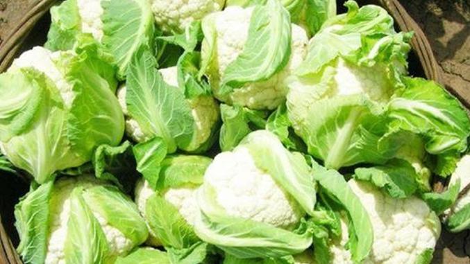 腐熟堆肥优化碳氮比，四川花椰菜套种技术，涌泉根灌与刀割留叶保鲜研究