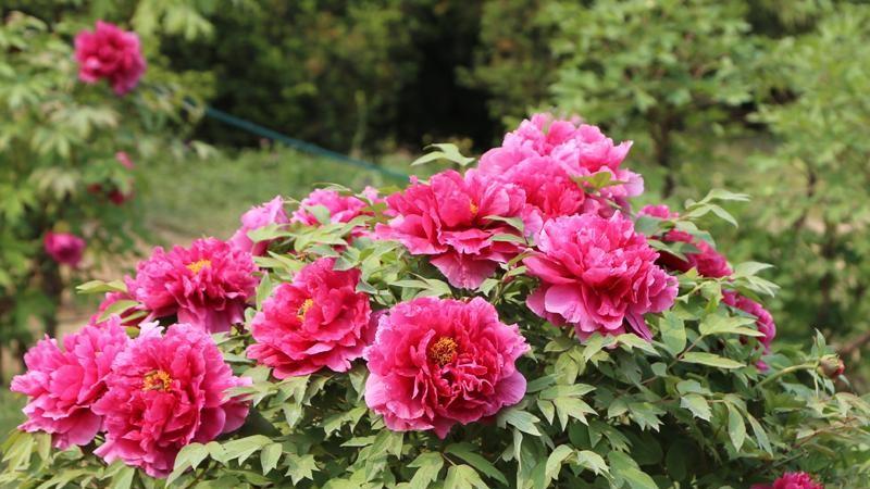 牡丹花开4-5月：探寻花王绽放的季节奥秘