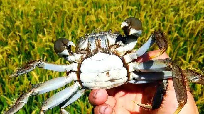 曹妃甸：三农场一合作社甘做生态农业试验田