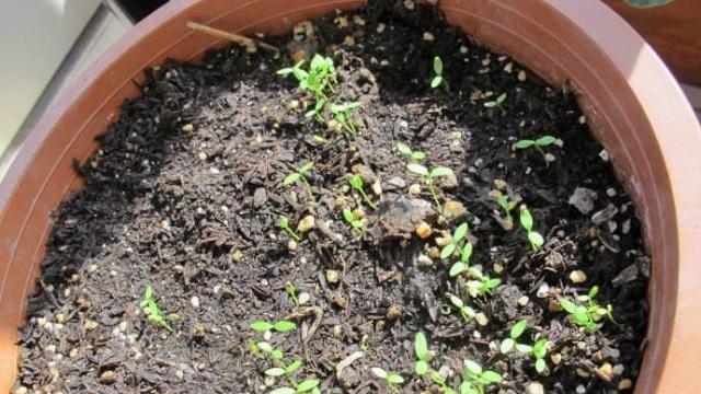 在阳台种植5种蔬菜，不仅生机勃勃，还能多次收成？