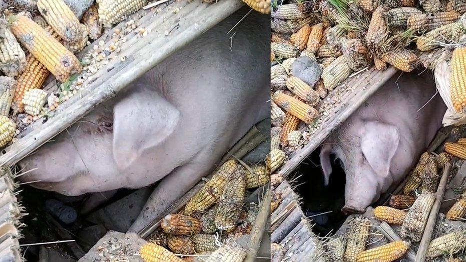 饲料颗粒大小优化，山区散养猪增重显著，三个月营养配比精准调控