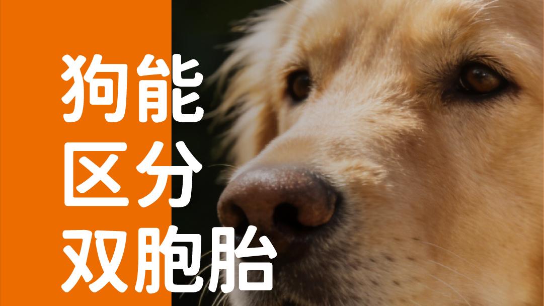象乡宠物食品 | 狗能区分双胞胎气味