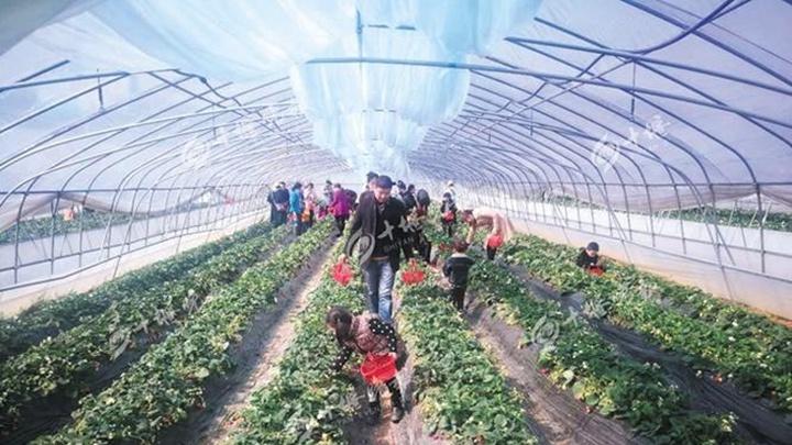 微酸性红壤改良技术研究，重庆山地梯田草莓种植模式，滴灌系统与分批采收管理