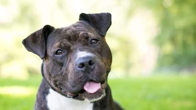 巴西女子遭比特犬撕咬身亡，生前曾将这只狗狗视若儿子