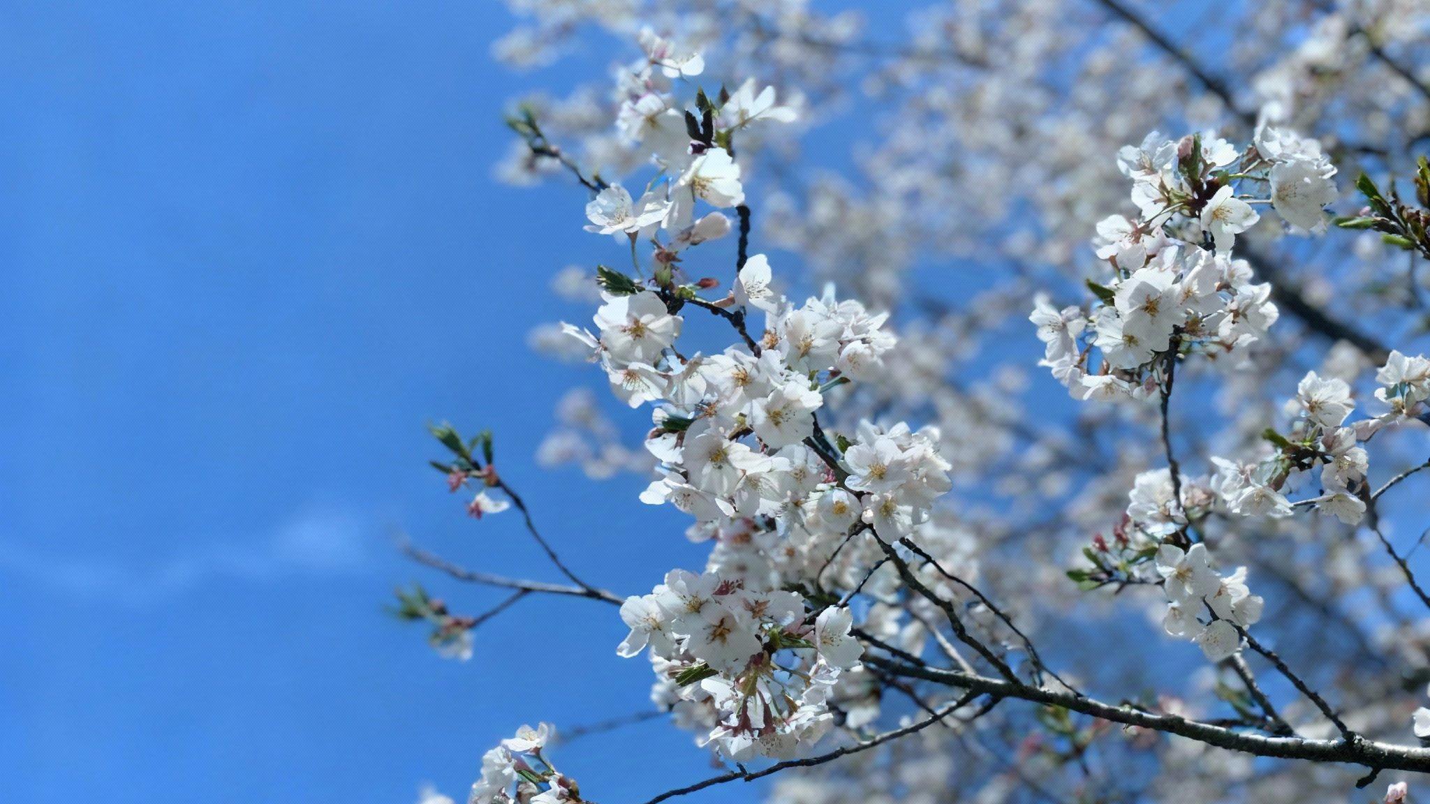 为什么“春暖”就会“花开”？其实答案很简单