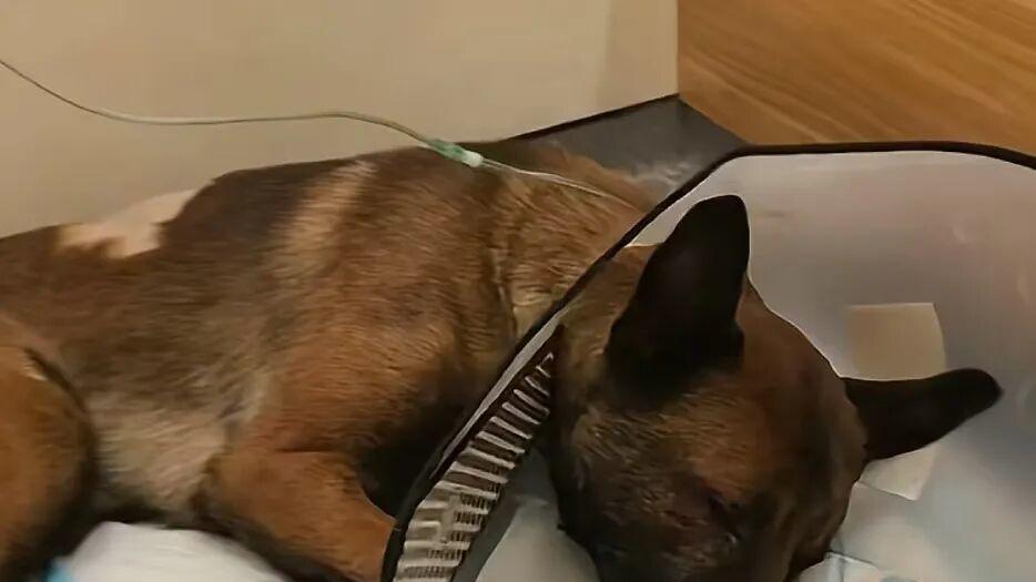 网曝杭州一男子用酒瓶、砖头街头暴打马犬，哭诉自家柯基被该犬“咬死”，警方回应