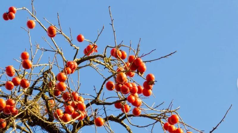 永远值得牢记的柿子