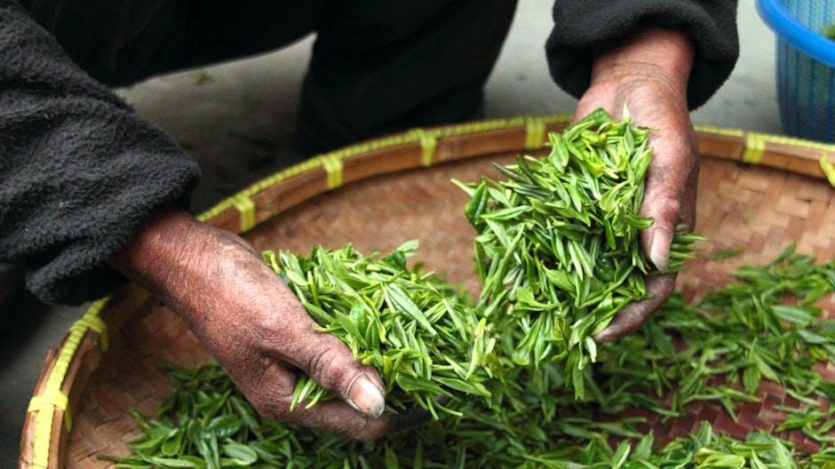 泡茶和煮茶，各有千秋，你更喜欢哪一种？