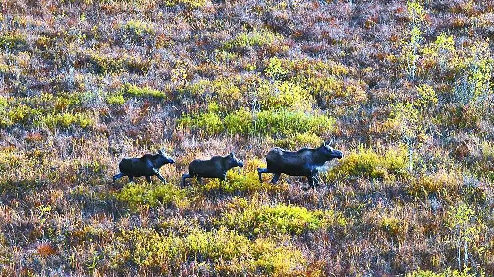 黑龙江出现神兽“犴”，体大如牛四肢修长，眼睛会在黑暗中发光