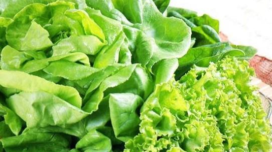 香菜出口标准控，四个月达标，加工企业用，检测要严格