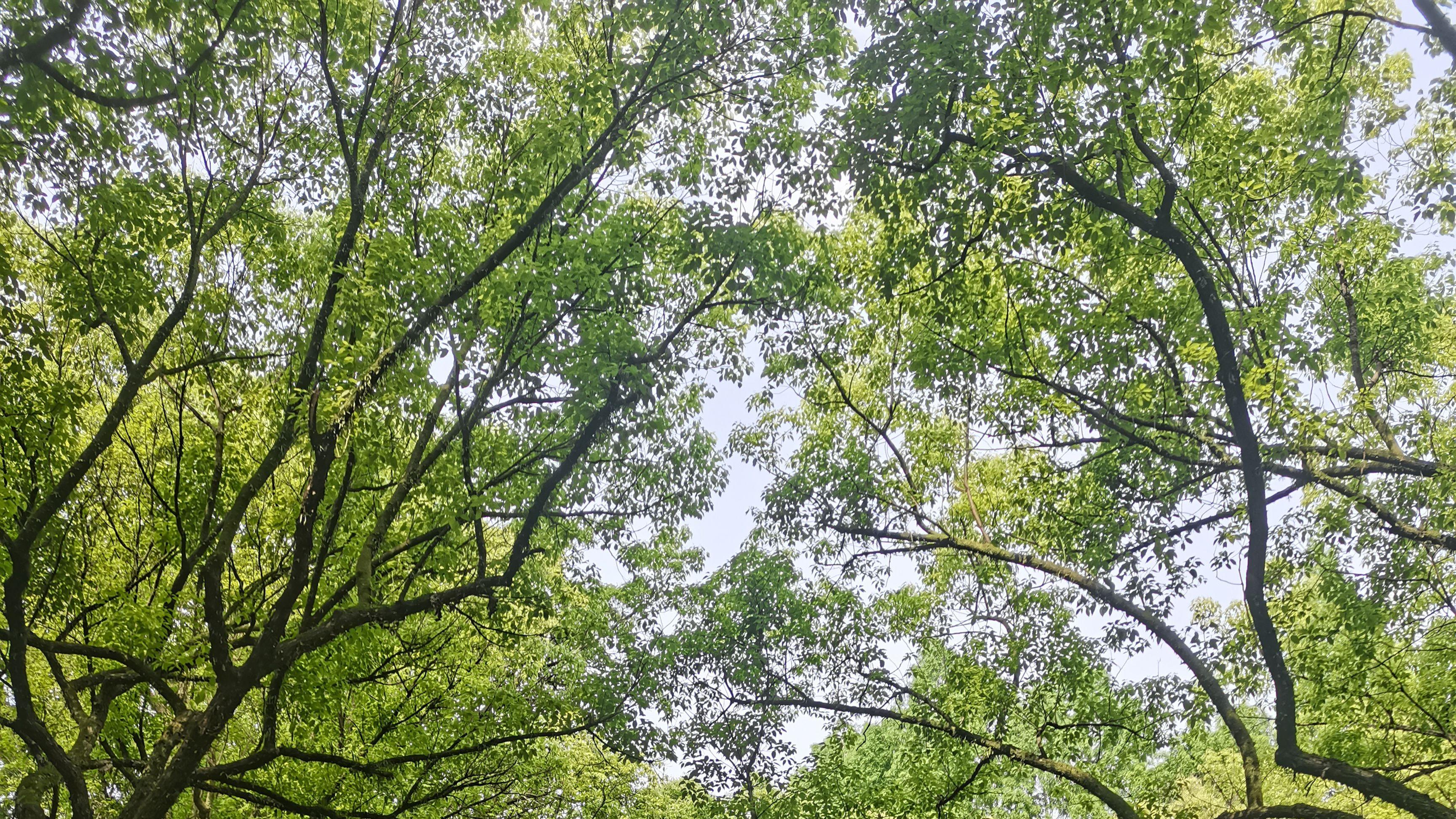 每周一日游杭州13：虎跑公园，杭州人取山泉水的圣地