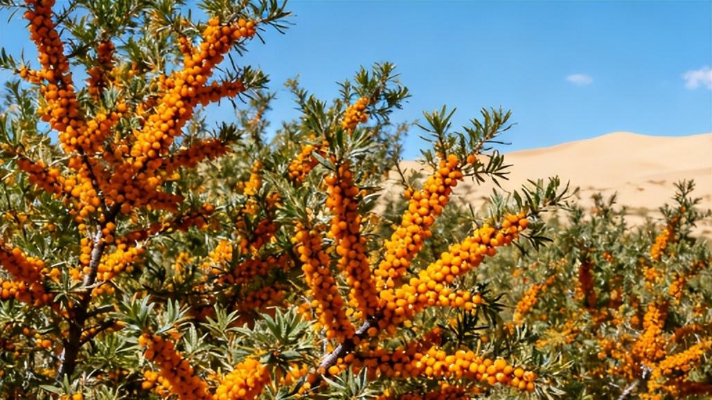 沙棘的四季：从抽芽到挂果的生命轮回​