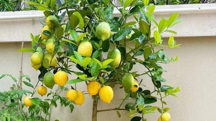 柠檬保花三要点，防病培土是关键，花蕾健壮稳结果