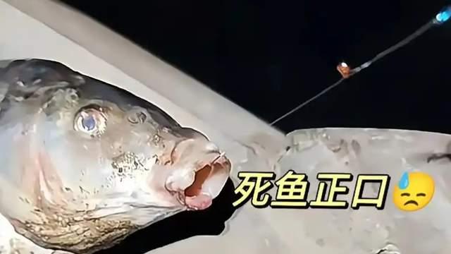 广东钓鱼佬遇到邪乎事！正口钓上皮包骨头死鱼，还不收杆走人？
