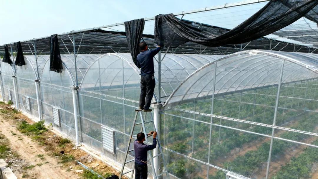 《新棚友》连栋薄膜温室大棚简介