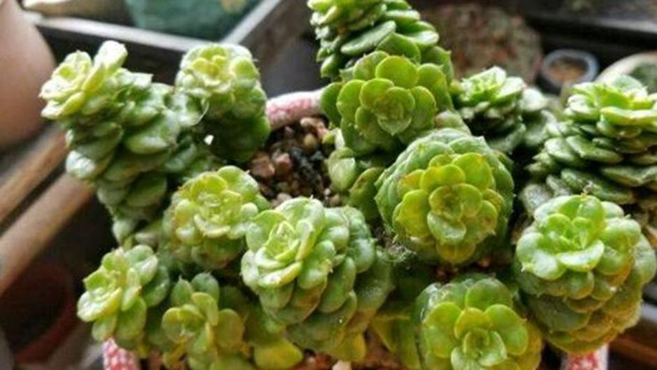 蜡牡丹老叶消耗，三个月代谢观察，养分回流规律，清理时机判断