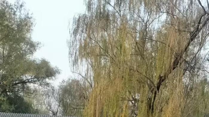 恭喜“张贺华”老师在雅轩墨阁文学奖诗词艺术大赛（初赛）荣获季军