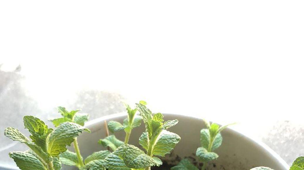 北方大棚薄荷种植效益显著，修枝周期优化，加工环节提升产值