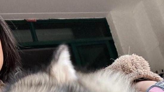 阿拉斯加护甲保养技巧，双层被毛结构特点解析，南北气候适应与阳台看车流注意事项