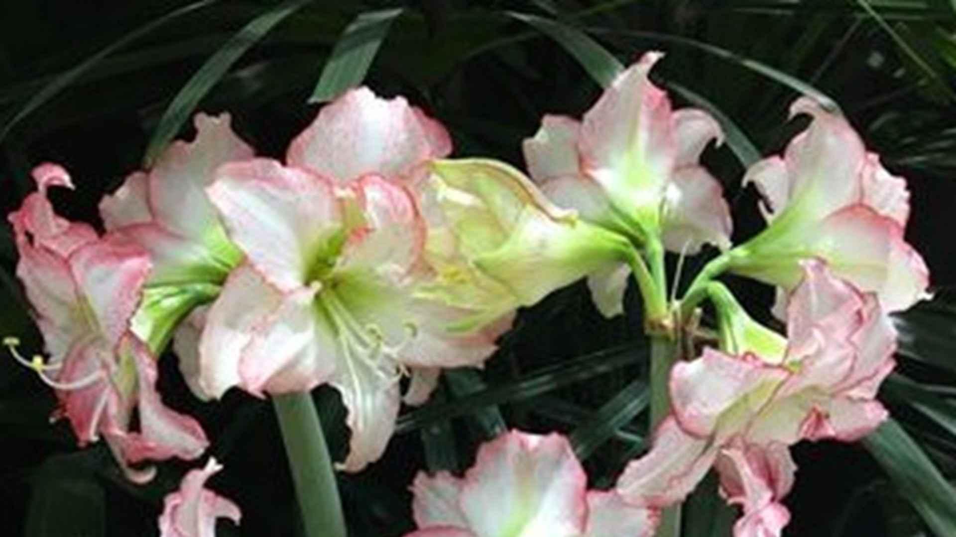 朱顶红留种周期，办公室储存技巧，加工设备选择，转行夫妻说