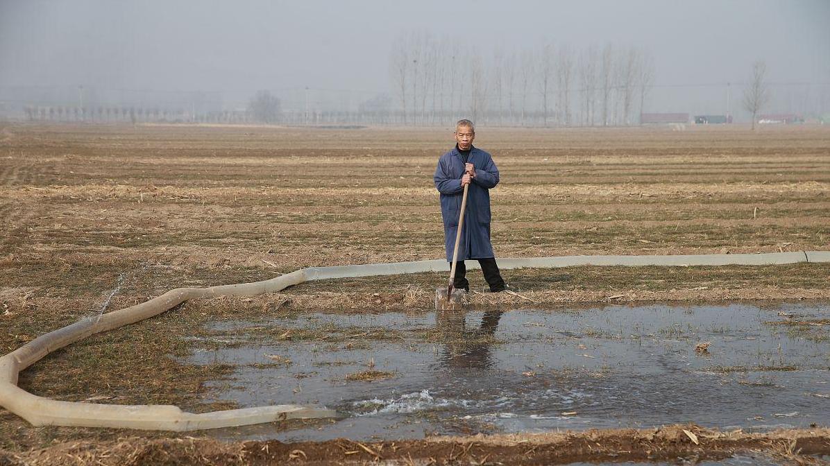 小麦现在该浇水吗？了解浇水的具体要求