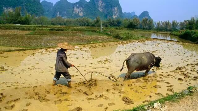 “来年发不发，就看八月初八”，今日八月初八，看看农谚咋说