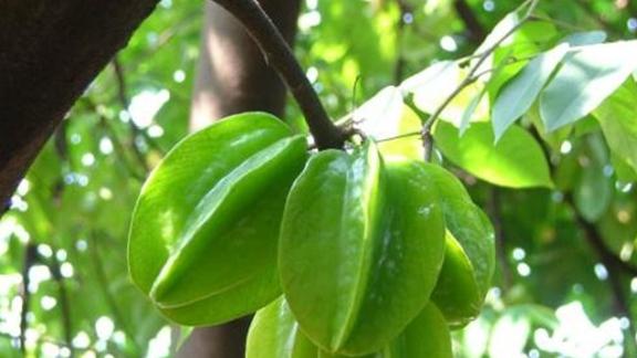 杨桃果锈病防治，矿物油喷施时序，幼果期防护，物理阻隔技术升级