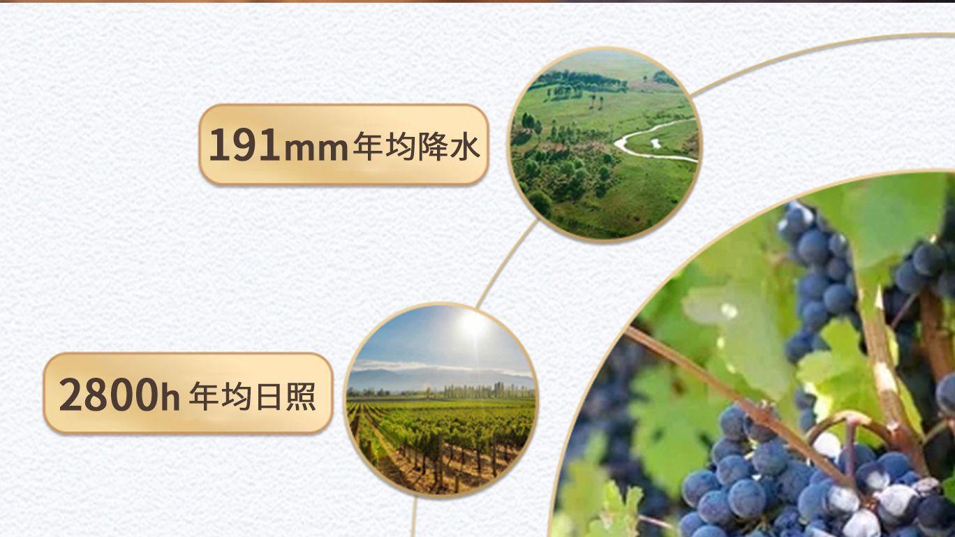 雷盛869马瑟兰干红：中国葡萄酒之星的璀璨光芒