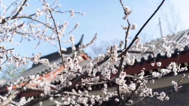 “社在春分后，万人必定愁”，20号春分，春社在前还是后？早了解