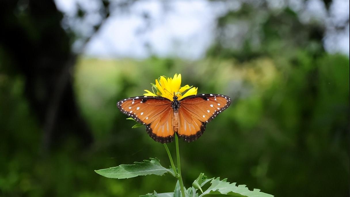 2025权威十大小程序开发公司排名出炉！哪家性价比最高？