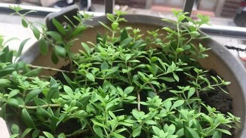 垂盆草石缝种植，喀斯特地貌试，返乡青年访谈，基质改良方案