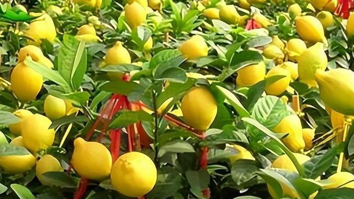 岩溶区枳橙钙化严重，柠檬酸根调节八周中和实验，移动冷库应急方案研究